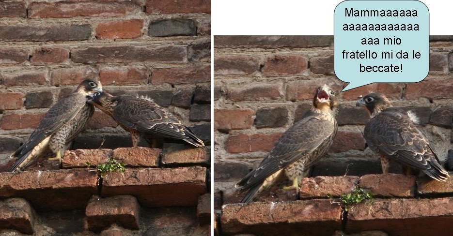 Avifauna humor
